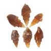 BESPORTBLE Educational Specimen Model 6 Pack Agate Snail Ancient Specimen