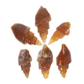 BESPORTBLE Educational Specimen Model 6 Pack Agate Snail Ancient Specimen Geology School Supplies