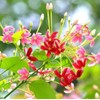 5 Seeds Rangoon Creeper, Red Pink Quisqualis Flower Seeds Combretum