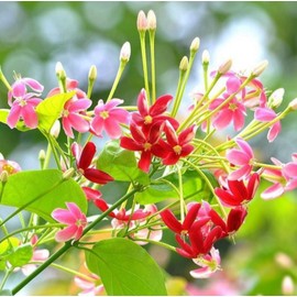 5 Seeds Rangoon Creeper, Red Pink Quisqualis Flower Seeds Combretum indicum Seeds.