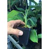 Pisang Awak aka Dwarf Namwah Cold Hardy Live Banana Plant