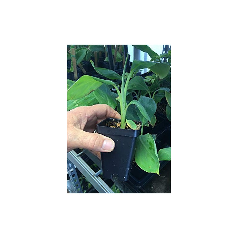 Pisang Awak aka Dwarf Namwah Cold Hardy Live Banana Plant