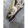Little Jack Metal ADICT-04 7.1 oz (200 g) #02 MAIWASHI