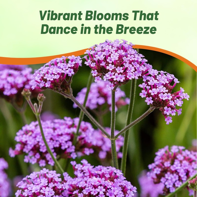 Outsidepride Purpletop Verbena Seeds for Planting - 5000 Pcs. Annual,