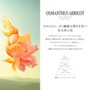 L'Occitane Osmanthus Ariko Perfumed Body Milk, 8.5 fl oz (250