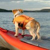 ASENKU Dog Life Jacket with Rescue Handle, Dog Life Vest