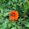Vivid Arts - Hanging Orange African Daisy/Bee - HGF-024