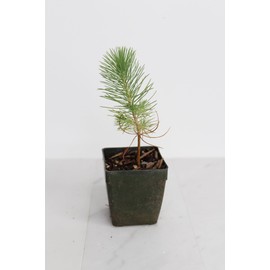 Generic Mini Bonsai Tree Starter Plant Gift Pinus Eldarica Aleppo Pine Afghan Pine Live Tree Pine Zen Garden House Plant Outdoor Plant 2 inch Pot (1), Green