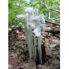 Ghost Pipe Tincture 4oz Harvested In Pennsylvania FREE Shipping