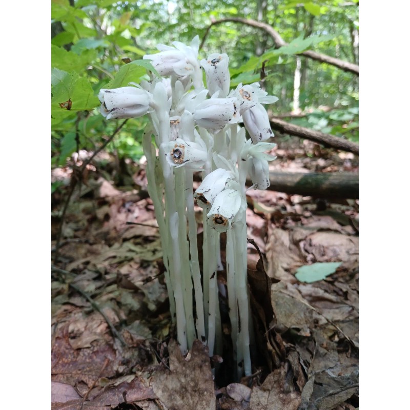Ghost Pipe Tincture 4oz Harvested In Pennsylvania FREE Shipping