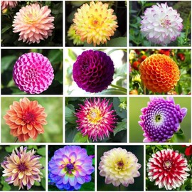 300+ Mix Dahlia Seeds Multi-Color Beautiful Annual Outdoor Garden Potted Plants Non-GMO Dahlia Seeds for Planting Outdodor Indoor Garden