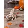 Crazy Bonez Skeleton Cat - Lil' Kitty Bonez