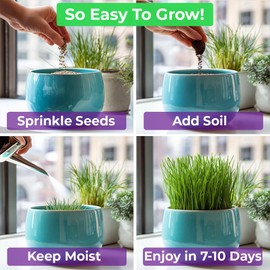 NatureZ Edge Premium Cat Grass Seeds for Indoor Cats, Non GMO - 1 lb Oat, Wheat, Barley & Rye Grass for Indoor Cats, Cat Plant, Kitty Lawn, Pet Grass, Hierba para Gatos, Made in USA