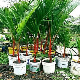 10 Red Sealing Wax Lipstick Palm Tree Seeds (Cyrtostachys Renda) House Plant