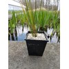 Aquatic Deep Square Plant Basket Size: 11"
