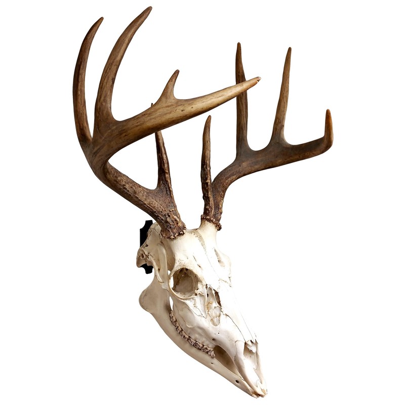 Skull Hanger 3 Pack Style