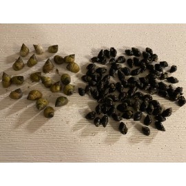 15 Periwinkle + 50 Nassarius Live Saltwater Snails Fish Tank Aquarium Filter