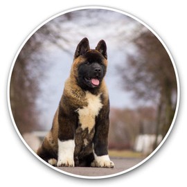 2 x 30cmVinyl Stickers - Large American Akita Puppy Dog Decals for Car Van Luggage Scrap Book Fridge #15711