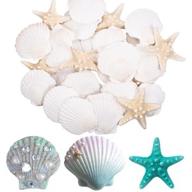 Fzyisw Pack of 30 Natural Shells and Starfish Decoration, 6-8 cm, Natural White Scallop Starfish, Paintable for DIY Crafts, Beach Party Decoration, Home Decoration, Children's Crafts (20 Shells / 10