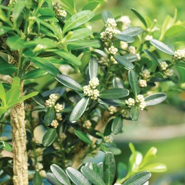 Brussel's Live Harland Boxwood Outdoor Bonsai Tree - 8 Years Old; 10" to 14" Tall with Decorative Container