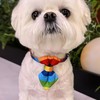 Blingbling Warmth Pet Collar Bow Tie & Tie, Comfortable Rainbow