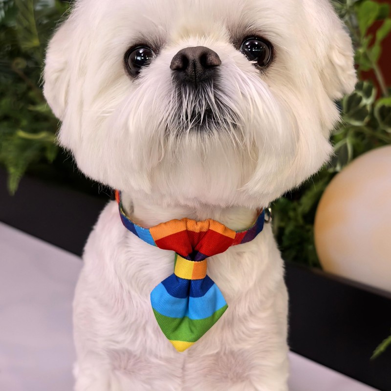 Blingbling Warmth Pet Collar Bow Tie & Tie, Comfortable Rainbow