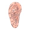 6.7in Ear Acupuncture Model Silicone Engraving Ear Massage Acupuncture Model
