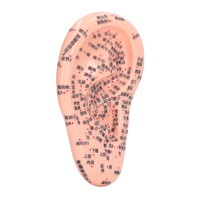 6.7in Ear Acupuncture Model Silicone Engraving Ear Massage Acupuncture Model