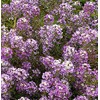 1oz Sweet Alyssum Flower Seeds Royal Carpet Dwarf Purple 69,000