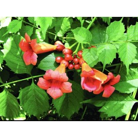 CZ Grain 10 Orange Trumpet Creeper Vine Seeds Hummingbird Bush - Non-GMO Seeds