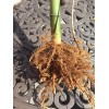 Roots live BAMBOO ROOTS / Plant natural privacy fence CANOPY