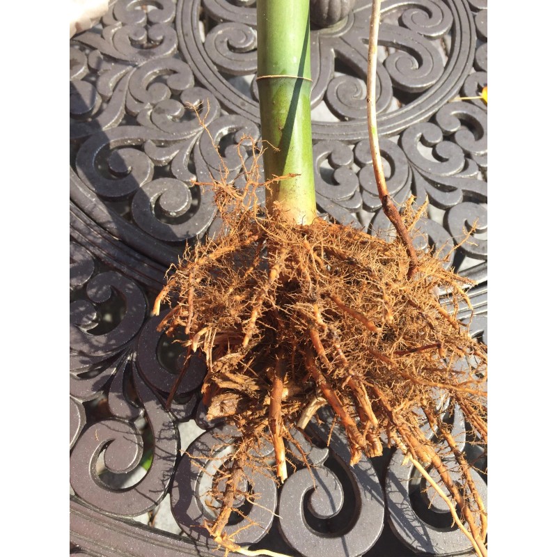 Roots live BAMBOO ROOTS / Plant natural privacy fence CANOPY