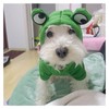Pet Clothes, Dogs Hooded Sweatshirt Fruit Warm Coat Sweater Cold