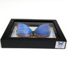 REAL BUTTERFLY MORPHO DIDIUS INSECT TAXIDERMY FRAME WITH DOUBLE SIDE