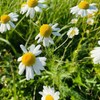 Seeds4planting - Seeds German Chamomile Non GMO Heirloom 2500 Seeds