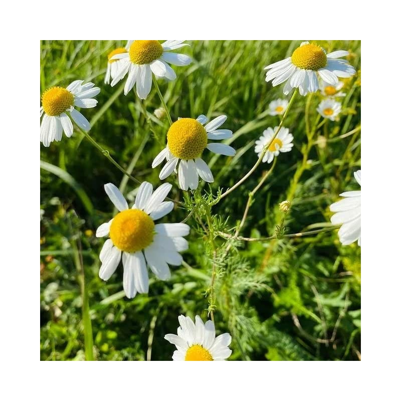 Seeds4planting - Seeds German Chamomile Non GMO Heirloom 2500 Seeds