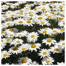 Everwilde Farms - 2000 Shasta Daisy Wildflower Seeds - Gold Vault Jumbo Seed Packet