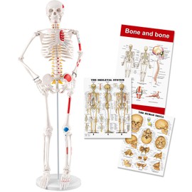 TYRRDE 33.4” Human Skeleton Model with Removable Arms & Legs – Durable Mini Anatomy Model for Teaching, Scientific Study Painted with Numbered Muscle Markings & Display Base (beige)