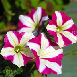 Rare Petunia Seeds for Planting - 300+ Beautiful Perennial Flowers Seeds Heirloom Vine Seeds - High Germination Rate Open Pollinated