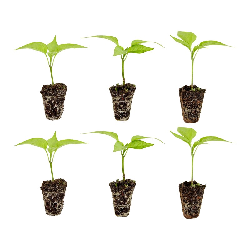 Bonnie Plants Big Boy Tomato Live Vegetable Plants - 4