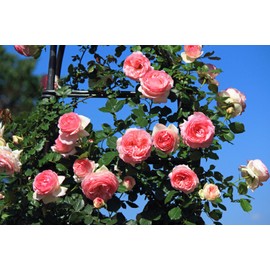 Xineyie Pink Climbing Rose Seeds for Planting, 400+ Perennial Vine Rose Seeds, Long-Blooming Ornamental Blooms for Home Gardens Fences Arches