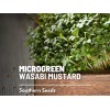 Southern Seeds Microgreen, Wasabi Spicy Mustard seeds - Intense and