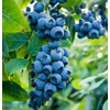 500+Blueberry Bush Seeds for Planting -Non GMO Seeds Plant in