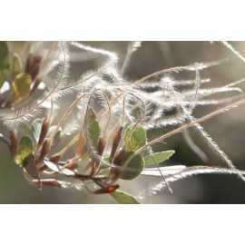 CZ Grain 10 Mountain Mahogany Bush Seeds Cercocarpus betuloides