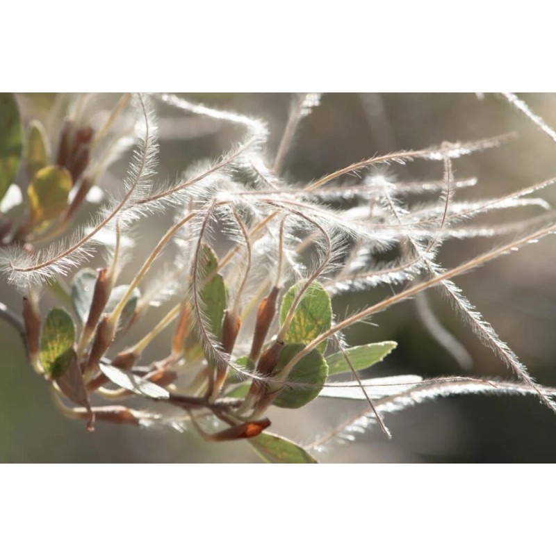 CZ Grain 10 Mountain Mahogany Bush Seeds Cercocarpus betuloides