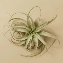 HOUSE PLANT SHOP | Tillandsia Air Plant 'Xerographica'| Live Indoor Plant | Easy to Care | Natural Décor Plant | Great Gifts| Free Care Guide