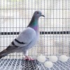10pcs Solid Parrot Plastic Fake Eggs Realistic Simulated Fake Bird