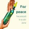 CoLive Extra Virgin Olive Oil 16.9 oz | Cold Pressed