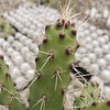 Opuntia consolea falcata Cutting Cacti Cactus Succulent Real Live Plant