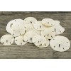 Sand Dollar | Imperfect Real Sand Dollars 2"-3 1/4"| Set
